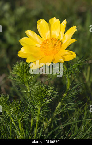 Frühling der Fasan Augen, gelbe Fasan Auge oder falschen Nieswurz (Adonis Vernalis), Perchtoldsdorf Heath, Perchtoldsdorf Stockfoto