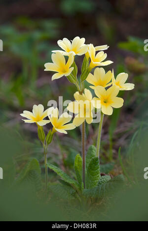 Hybride Schlüsselblume (Primula Veris) X und Primel (Primula Acaulis), sehr selten, Bad Ditzenbach, schwäbische Alp, Baden-Württemberg Stockfoto