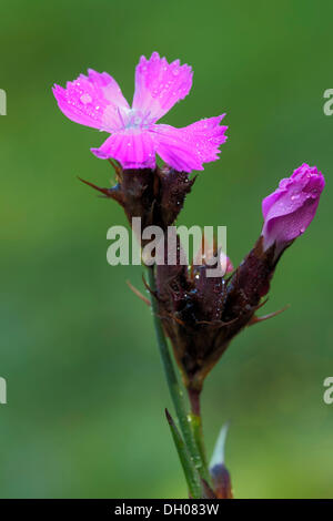 Kartäuser Rosa (Dianthus Carthusianorum), Fliess, Tirol, Österreich, Europa Stockfoto