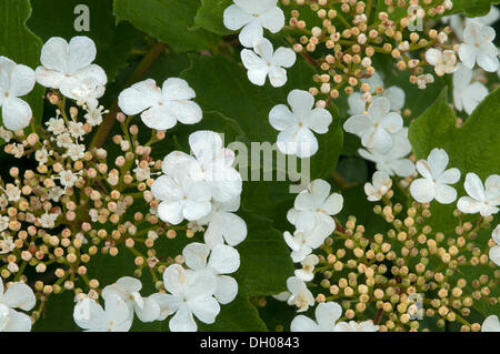 Schneeball (Viburnum Opulus) Baum, Filz, Wörgl, Tirol, Österreich, Europa Stockfoto