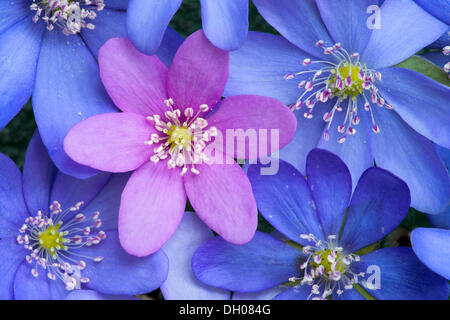 Gemeinsamen Leberblümchen, Lebermoos oder Wassernabelkraut (Hepatica Nobilis), Vomperloch, Karwendelgebirge, Tirol, Austria, Europe Stockfoto