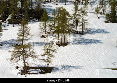 Lärchenwald im Frühjahr, Europäische Lärche (Larix Decidua), Kelberg, Karwendelgebirge, Tirol, Österreich, Europa Stockfoto