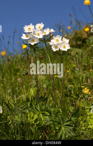 Narcissus blühenden Anemonen (Anemone Narcissiflora) Rosskogel, Rofan Berge, Tirol, Austria, Europe Stockfoto