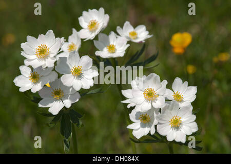 Narcissus blühenden Anemonen (Anemone Narcissiflora) Rosskogel, Rofan Berge, Tirol, Austria, Europe Stockfoto