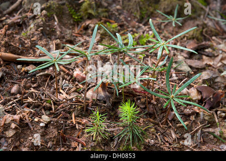 Sämlinge der Fichte (Picea Abies), vorne, Sämlinge von Silber-Tanne (Abies Alba), hinten, Hopfgarten, Tirol, Österreich Stockfoto