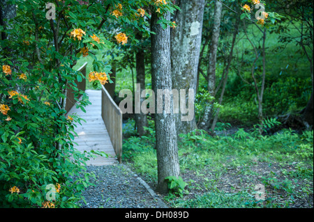 Die Frühlingslandschaft der Flame Azaleas führt über eine hölzerne Fußgängerbrücke über einen Gebirgsfluss bei Asheville, North Carolina. (USA) Stockfoto