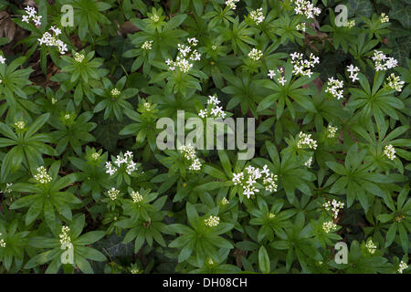 Waldmeister (Galium Odoratum), Perchtoldsdorf, Niederösterreich, Österreich Stockfoto