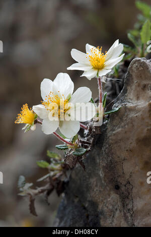 Mountain Avens, weiss Dryas oder White Dryade (Dryas Octopetala), Steinberg, Tirol, Österreich, Europa Stockfoto