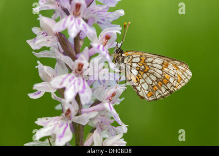 Heide Fritillary Butterfly (Melitaea Athalia) auf gemeinsame entdeckt Orchidee (Dactylorhiza Fuchsii), Hopfgarten, Tirol, Österreich Stockfoto