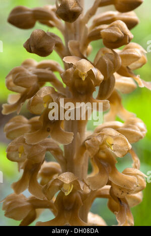 Vogels Nest Orchid (Neottia Nidus-Avis), Steinberg, Tirol, Österreich, Europa Stockfoto