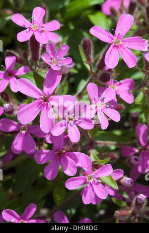 Rock Seifenkraut oder Tumbling Ted (Saponaria Ocymoides), Piller Ridge, Fliess, Kaunertal-Tal, Tirol, Österreich, Europa Stockfoto