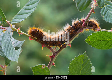 Raupe eines Eiche Eggar Moth (Lasiocampa Quercus), Schwaz, Tirol, Österreich, Europa Stockfoto