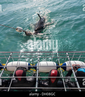 Great White Shark Cage tauchen und touristische Taucher aus Gansbaai Küste in der Nähe von Kapstadt, Südafrika Stockfoto