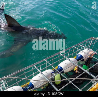Great White Shark neben Tauchen Käfig und touristische Taucher aus Gansbaai Küste in der Nähe von Kapstadt, Südafrika Stockfoto