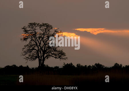 Silhouette eines Baumes bei Sonnenuntergang, Apetlon, Burgenland, Österreich Stockfoto