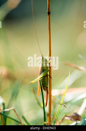 Lange geflügelte Pfeilspitze Stockfoto