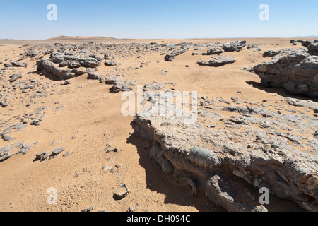 Fossilien in die ausgetrockneten Bett des Sees Iriki, südlich des Gebel Bani, befinden sich in der Nähe von Foum Zguid, Marokko Stockfoto