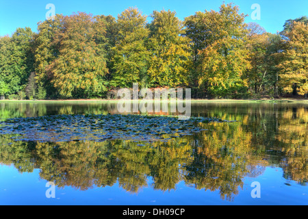 Teich mit herbstlichen Bäume auf der Veluwe in St. Hubertus Hunting Lodge, Niederlande Stockfoto