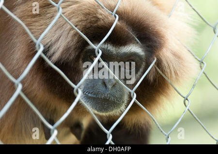 Lar Gibbon oder White-handed Gibbon (Hylobates Lar) Blick durch ein Maschendrahtzaun eines Gehäuses, Gefangenschaft, Tierpark Essehof Stockfoto