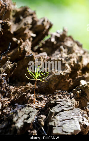 Kiefer Setzling, Föhren (Pinus Sylvestris), an einem Baumstamm Stockfoto