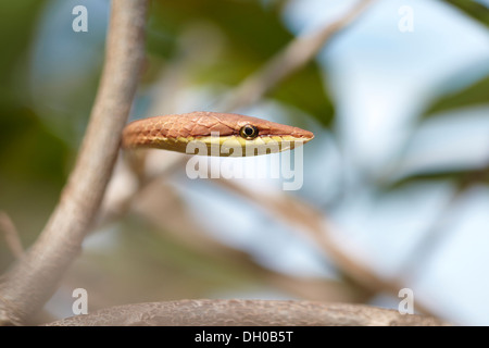 Braun Rebe Schlange, Oxybelis aeneus oder mexikanische Rebe, Guyana, Südamerika Stockfoto