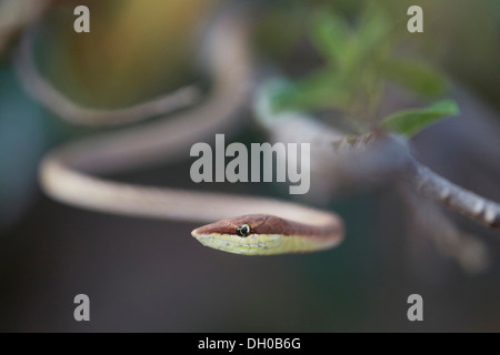 Braun Rebe Schlange, Oxybelis aeneus oder mexikanische Rebe, Guyana, Südamerika Stockfoto