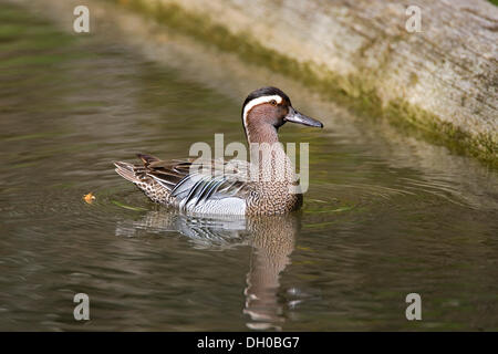 Garganey (Anas Querquedula), Männlich, Thüringen Stockfoto