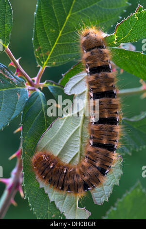 Raupe eines Eiche Eggar Moth (Lasiocampa Quercus), Schwaz, Tirol, Österreich, Europa Stockfoto