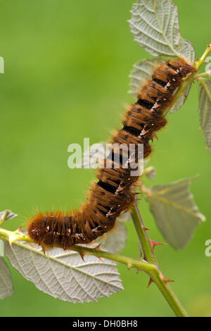 Raupe eines Eiche Eggar Moth (Lasiocampa Quercus), Schwaz, Tirol, Österreich, Europa Stockfoto