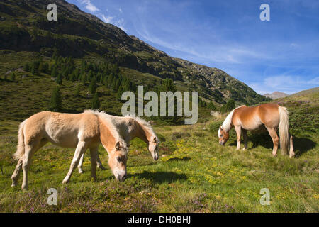 Tyrolean Haflinger Pferde, Rofental Tal, Vent, Ötztaler Alpen, Tirol, Austria, Europe Stockfoto