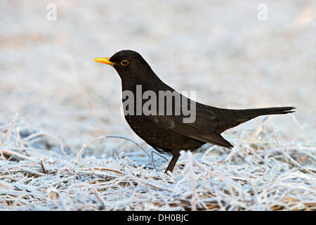 Amsel (Turdus Merula), Männlich, Terfens, Tirol, Österreich Stockfoto