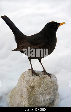 Amsel (Turdus Merula), Männlich, Terfens, Tirol, Österreich Stockfoto