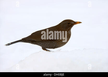 Amsel (Turdus Merula), Weiblich, Terfens, Tirol, Österreich Stockfoto