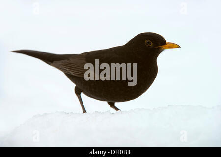 Amsel (Turdus Merula), Männlich, Terfens, Tirol, Österreich Stockfoto