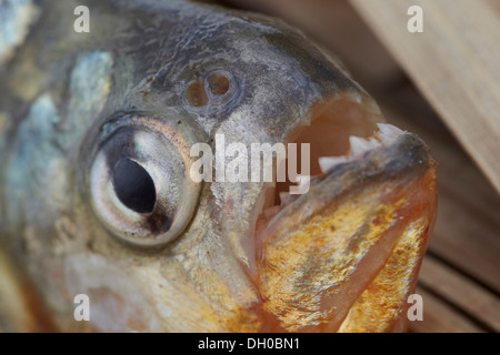 Rote Piranhas oder rote Piranhas Pygocentrus Nattereri, Guyana, Südamerika. Stockfoto