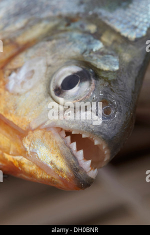 Rote Piranhas oder rote Piranhas Pygocentrus Nattereri, Guyana, Südamerika. Stockfoto