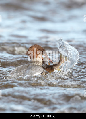 Gänsesäger, Mergus Prototyp, Fang und Verzehr von Fisch, in diesem Fall eine Forelle, Ettrick Wasser, Philiphaugh, Selkirk, Schottland, Vereinigtes Königreich Stockfoto