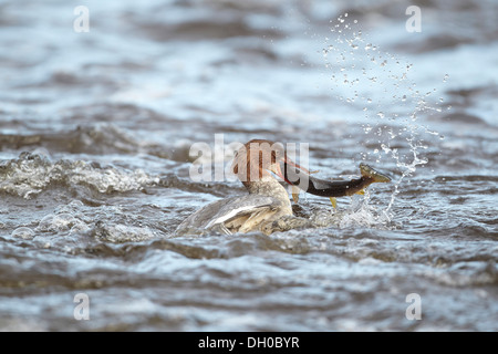 Gänsesäger, Mergus Prototyp, Fang und Verzehr von Fisch, in diesem Fall eine Forelle, Ettrick Wasser, Philiphaugh, Selkirk, Schottland, Vereinigtes Königreich Stockfoto