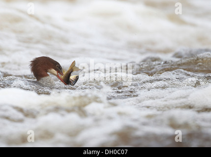 Gänsesäger, Mergus Prototyp, Fang und Verzehr von Fisch, in diesem Fall eine Forelle, Ettrick Wasser, Philiphaugh, Selkirk, Schottland, Vereinigtes Königreich Stockfoto