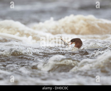 Gänsesäger, Mergus Prototyp, Fang und Verzehr von Fisch, in diesem Fall eine Forelle, Ettrick Wasser, Philiphaugh, Selkirk, Schottland, Vereinigtes Königreich Stockfoto