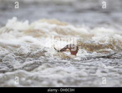 Gänsesäger, Mergus Prototyp, Fang und Verzehr von Fisch, in diesem Fall eine Forelle, Ettrick Wasser, Philiphaugh, Selkirk, Schottland, Vereinigtes Königreich Stockfoto