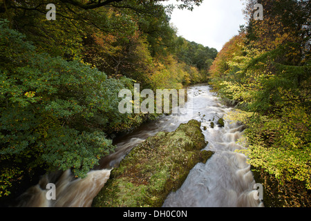 Herbstfärbung säumen die Ufer des Ettrick Wasser, Ettrickbridge, Schottland, UK. Stockfoto