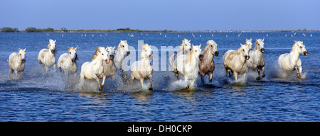 Camargue-Pferde (Equus Caballus), Herde galoppierend durch Wasser, Saintes-Marie-de-la-Mer, Camargue, Frankreich Stockfoto