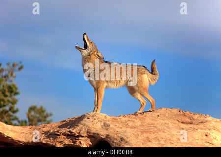 Heulen Kojoten (Canis Latrans), Utah, USA Stockfoto