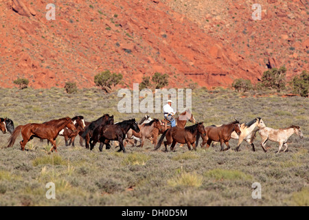 Navajo Cowboy mit Mustangs, Utah, USA Stockfoto