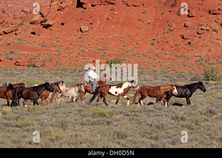 Navajo Cowboy mit Mustangs, Utah, USA Stockfoto