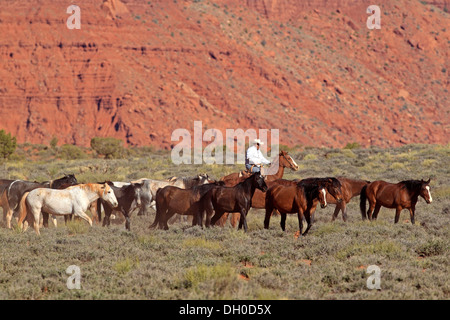 Navajo Cowboy mit Mustangs, Utah, USA Stockfoto