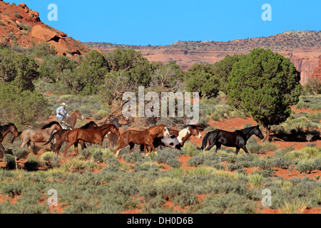 Navajo Cowboy mit Mustangs, Utah, USA Stockfoto