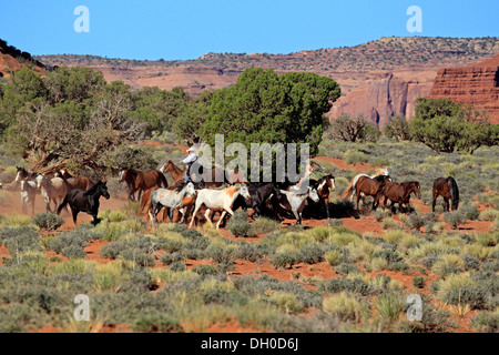 Navajo Cowboy mit Mustangs, Utah, USA Stockfoto