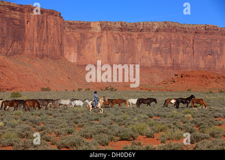 Navajo Cowboy mit Mustangs, Utah, USA Stockfoto